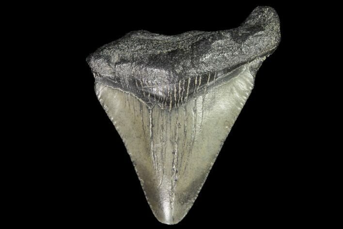 Juvenile Megalodon Tooth - Georgia #101436